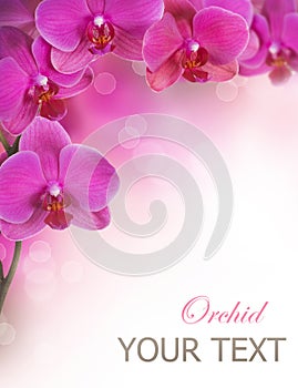 Orchid Flowers photo