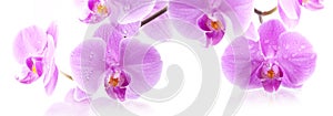 Orchid flowers photo