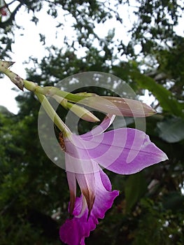 The Orchid Flowers .