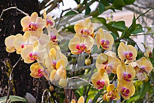 Orchid flowers