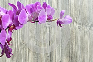 Orchid flowers