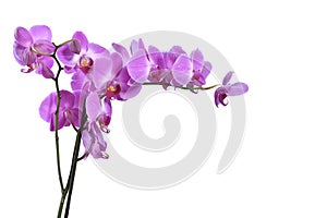 Orchid flowers