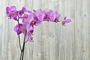 Orchid flowers