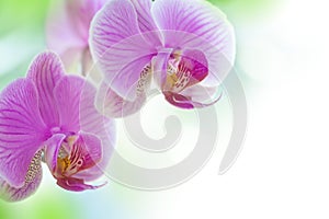 Orchid flowers