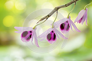 Orchid Flowers