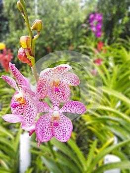 Orchid flowers