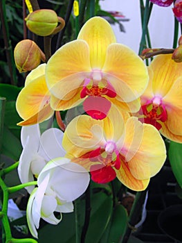 Orchid flowers