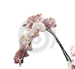 Orchid flowers