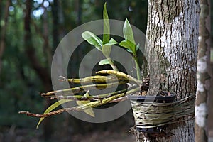 Orchid flowers are attached to tree that the roots need to attach