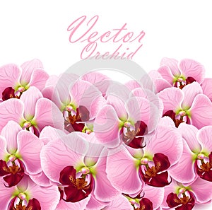 Orchid flowers background