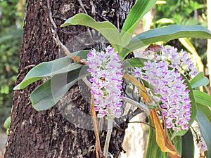 Orchid flowers are beautiful bouquets bloom on tree, white with purple dot of Rhynchostylis Gigantea Lindl. Ridl