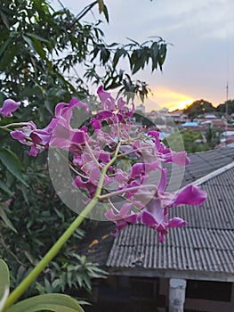 Orchid flowers with beautiful colors in the afternoon