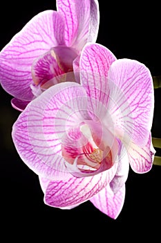 Orchid flowers on black (Phalaenopsis sp)