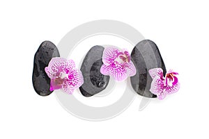 Orchid flowers and black zen massage stones isolated on white background, top view