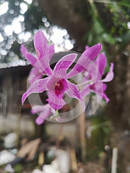 Orchid flowers in bloom