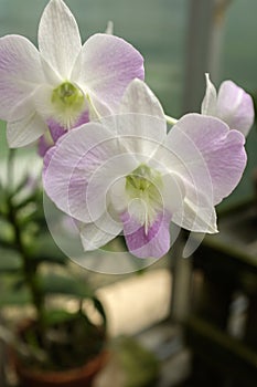 Orchid flowers blooming