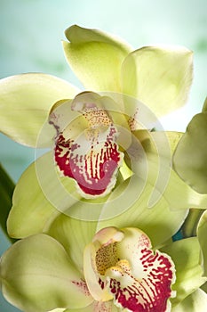 Orchid flowers on blue (Cymbidium sp)
