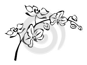 Orchid flowers branch. Vector black and white illustration.