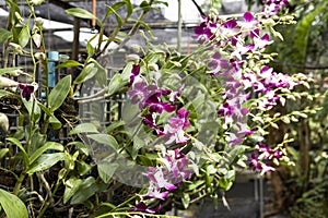Orchid flowers on branches in a garden of orchids with a drip irrigation system.Thailand Phuket
