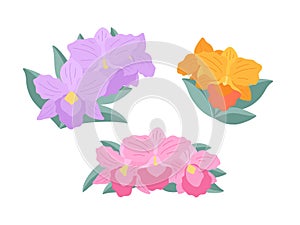 Orchid flowers Brassolaeliocattleya on a white background, flat illustration. A set of simple small delicate bouquets for your photo