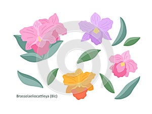 Orchid flowers Brassolaeliocattleya on a white background, flat illustration. A set of simple small delicate bouquets for your photo