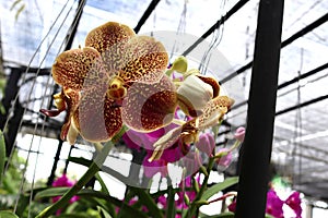 Orchid flowers brown blooming hanging in pots blurred background closeup with copy space at plant flower nursery and cultivation f