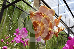 Orchid flowers brown blooming hanging in pots blurred background closeup with copy space at plant flower nursery, cultivation farm