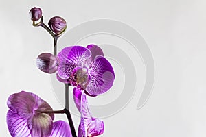 Orchid flowers and buds isolated on a gray background. Beautiful template for your design with space for a text.