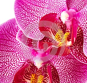 Orchid flowers close up