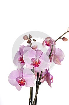 Orchid flowers close up isolated