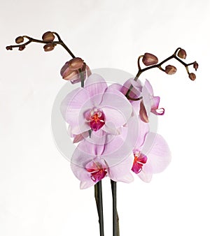 Orchid flowers close up isolated