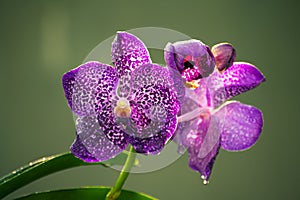 Orchid flowers close up photo, morning dew in the large petals against soft yellowish bokeh background