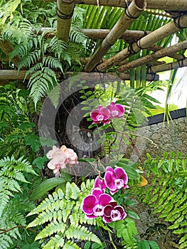 Orchid flowers with coconat tree