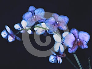 Orchid flowers on the dark background