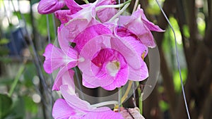 Orchid flowers are a diverse and widespread family with blooms that are often colourful and fragrant