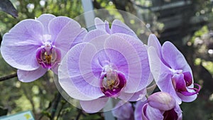 Orchid flowers in the garden