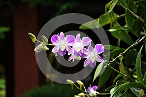 Orchid flowers in the orchid garden in the winter or spring