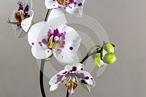 Orchid flowers on a gray background. Template for your design.