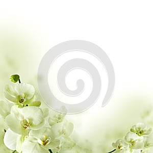 Orchid flowers and greenery, floral background