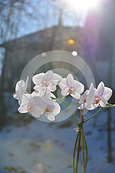 Orchid flowers and have a background of sunlight.