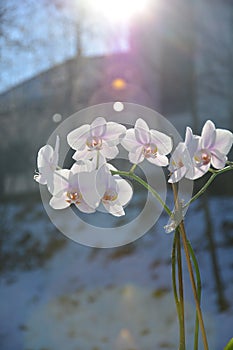 Orchid flowers and have a background of sunlight.