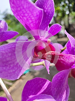 Orchid flowers have a distinctive shape and become a feature that distinguishes them from members of other tribes. photo
