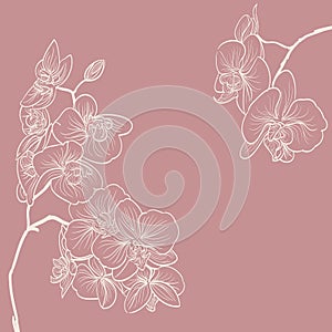 Orchid flowers illustration as frame background