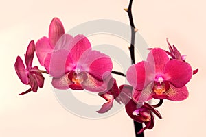 Orchid flowers isolated on beige background