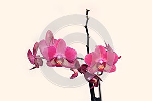 Orchid flowers isolated on beige background