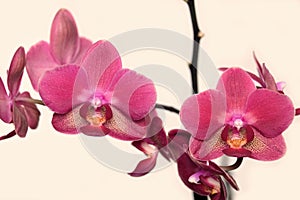 Orchid flowers isolated on beige background