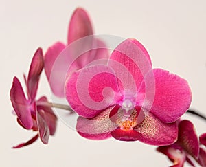 Orchid flowers isolated on beige background