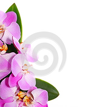 Orchid Flowers isolated on white background