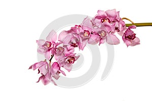 Orchid flowers isolated on white background. Bouquet for Mother's Day, Birthday or St. Valentine's Day. Spring flowering