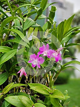 Orchid flowers in Lumpini lake park in bangkok, Thailand